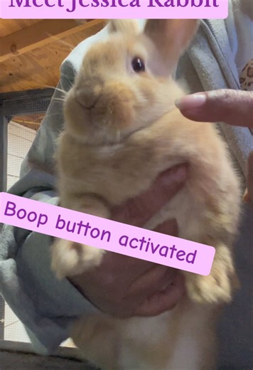 Discover Jessica Rabbit's Boop Button Fun!