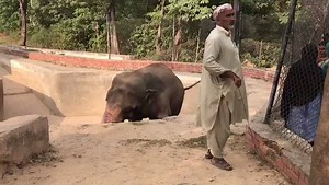 6.4K views · 196 reactions | Kaavan The Elephant's Update ! Kaavan...