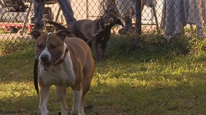 SPCA Cincinnati temporarily closes for innovative dog training program