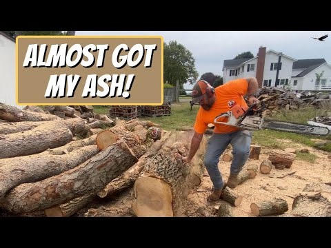 CUTTING ASH & SASSAFRAS FIREWOOD - #259