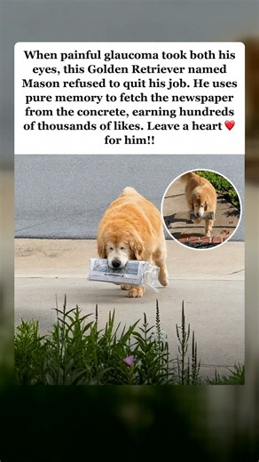Blind Golden Retriever Fetches Newspaper Using Pure Memory