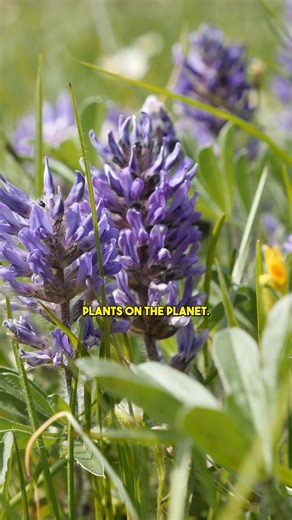 14K views · 492 reactions | I got to forage an incredibly rare plant...