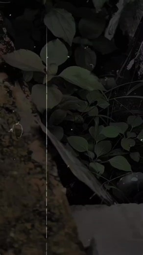 Pulsar LS135 Modified: A Closer Look