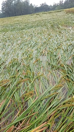 এক রাতের বৃষ্টিতেই কৃষকের আমন ক্ষেতের অবস্থা | Zillur Rahman