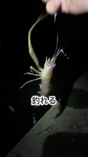 【釣り】簡単手長エビの釣り方！
