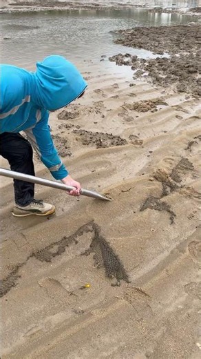 Hunting for the Rare "Earth Dragon" Eel on the Low Tide Beach