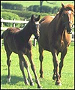 Top tips for healthy breeding stock - Horse & Hound