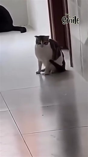 8.7K views · 263 reactions | When your cat greets you by rubbing its face on everything. | Make Me Smile | Facebook