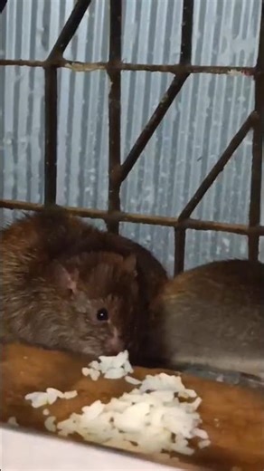 Shri Ganesh Stuti🪷🙏