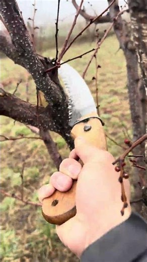 Hand Saw Pruning on a Young Tree 🌿🪚 #Shorts