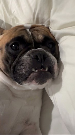 13K views · 1.1K reactions | It’s kinda cute though #bedbugs #exterminator #pestcontrol #dogs #frenchbulldog #dogparents #teef | somefrenchienamedapollo | Facebook