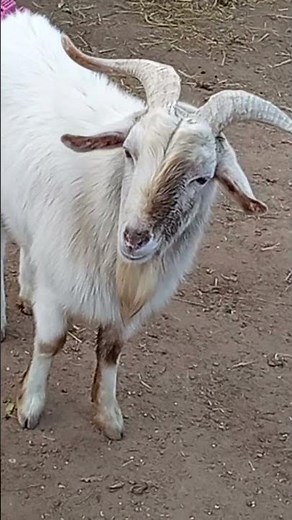 This goat’s beard isn’t style — it’s a powerful biological weapon #GoatFacts
