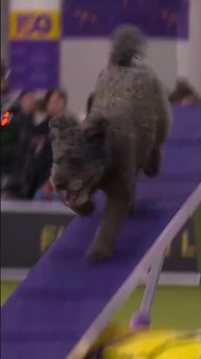 Pumi powers through the agility course