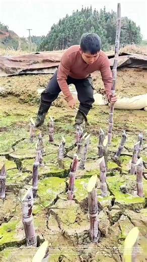 From Stalk to Row: Planting Sugarcane One Section at a Time