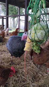 It's a hen party in Hen Haven with Peaches our gorgeous Turkey. They all love their veggies, and choosing their favourite treats😋 Wishing everyone a wonderful day filled with compassion.💜💙 | Dean Farm Trust