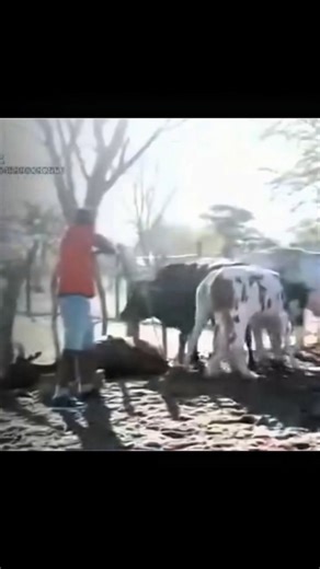 Wild Cow Encounter Turned Into a Hunt#cowhunting#hunting#cleanshot