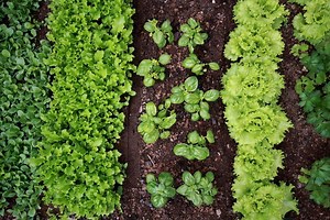 Utah Gardening Basics: The Easiest Vegetables to Grow