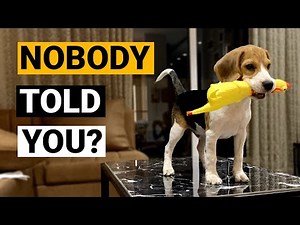 Things NOBODY tells you about owning a Beagle