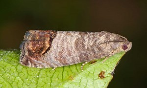 Codling Moth