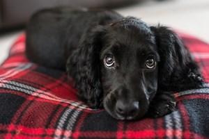 The Dangers of Baby Aspirin for Dogs: Safer Alternatives