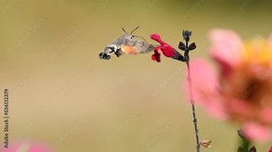 Humming-bird Hawk-moth (Macroglossum stellatarum) foraging for nectar with its proboscis on a flower in a garden.