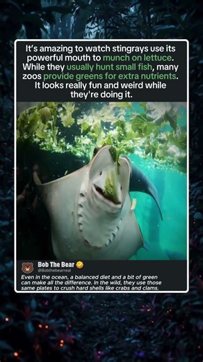 Satisfying Stingray Munching Moment