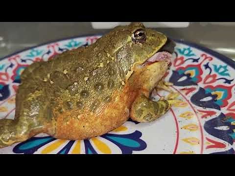 Pixie Frog Eats A Rat / Warning Live Feeding