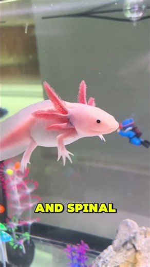 Quick fact about Axolotl