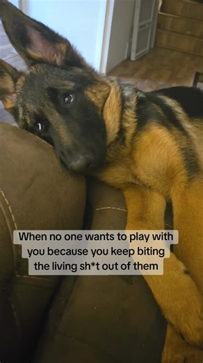 Understanding Land Sharks in German Shepherds