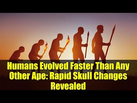 Humans Evolved Faster Than Any Other Ape: Rapid Skull Changes Revealed