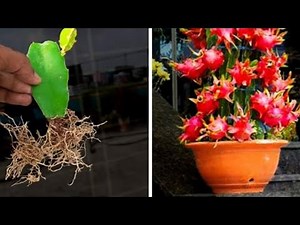 How to grow dragon fruit from cutting || Step-by-step guide