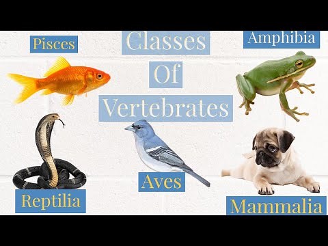 | Classes of Vertebrates | Pisces | amphibians | reptiles | aves | mammals |