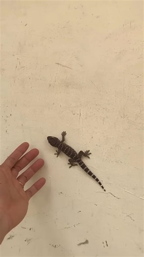 Gecko or Dragon? These Colors are Stunning! 🦎✨" #shorts #funny #gecko #subscribe