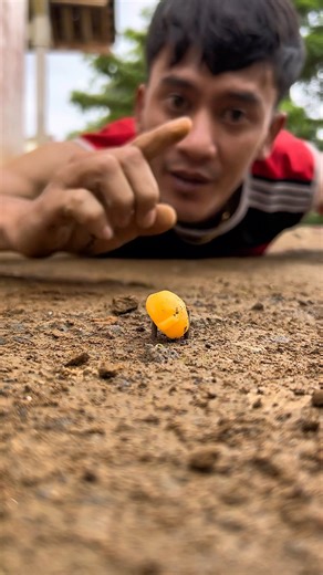 Terrifying! Why did millipedes surround the candy so quickly?#shortvideo#centipede