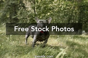 Dreamstime%2Bfree%2Bimages%2Bwithout%2Bwatermark