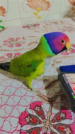 Mitthu Billi kaise bolati hai meow 🦜💕🌺✨🐥🦜💕🌺✨ #birds #nonstoptalkingparrot #lovebirds #mithukibatain
