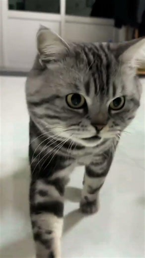 Charming Tabby Cat: The Loyal & Stubborn Tiger-Striped Purrfect Companion