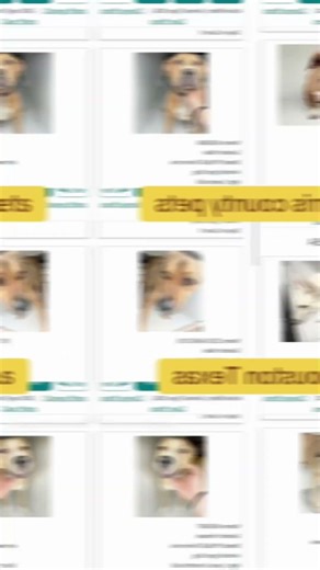 #fosteringsaveslives #adoptdontshop #rescuedismyfavoritebreed