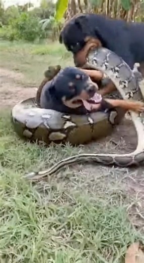 Helping a friend who was being strangled by a snake 🐍‼️ #shortvideo #animallife #viral #animals #dog
