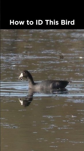 Can you identify this waterbird?