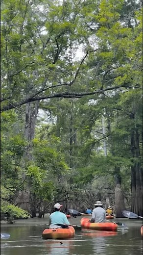Join us in the swamp for the best wildlife tour in New Orleans! Make a reservation today at: neworleanskayakswamptours.com or call us at: (504) 571-9975 Best comment on why you need “swamp time” gets a free tour. Contest ends 12/31. Post your comment here.#kayakswamptour #gatortour #neworleans | New Orleans Kayak Swamp Tours