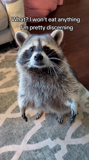 titotheraccoon on TikTok