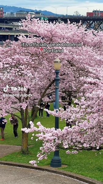 Portland Cherry Blossom Update: Peak Bloom This Weekend!