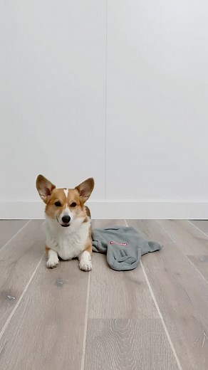Chibi Corgi Dressing Routine Revealed!