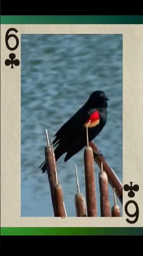 Beginner Lessons (20) How is the play phase of contract bridge structured? #BridgeSlamLearning