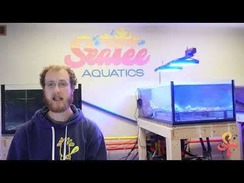 Nutrients in a Saltwater Aquarium - The SeaTee Method