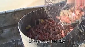 它把人类当好朋友，人们却视它为美味佳肴，现如今已经吃到灭绝！