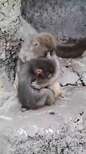 2026年3月7日、動物園は、午後3時にパンチくん君が水に落ちたと報告しました。食事の前の時間です。スタッフはすぐに助けました。今日、この群れのいたずら好きな赤ちゃんザルのモエとアイコが、小さなパンチを見つけると、ぎゅっと抱きしめ💕3/8(日)サル山とその外周の様子は飼育員が頻繁に巡回して観察中。#市川市動植物園 #パンチくん #がんばれパンチ #Punchi