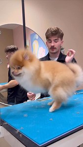 1.8M views · 166K reactions | One VERY excited Pomeranian  . #pomeranian #dogs #doggrooming #dogsbylogan #funnydogs | Logan Rago | Facebook
