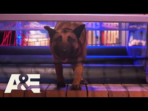 Last Two K9’s Compete for Winning Title in FINAL Round | America's Top Dog (Season 1) | A&E